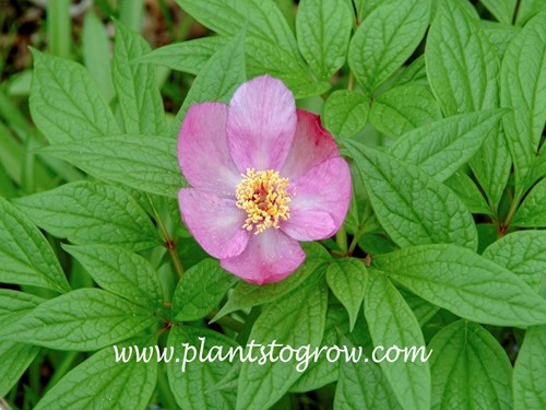 Japanese Forest Peony (Paeonia obovata) Comes in pink and white.